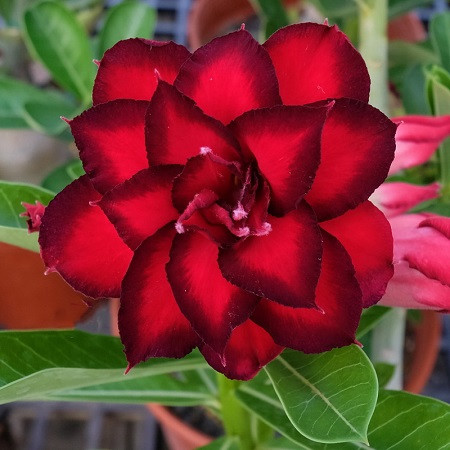 Adenium Obesum Triple Flower KO-112 (семена)