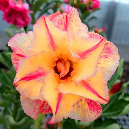 Adenium Obesum Double Flower KO-113 (семена)