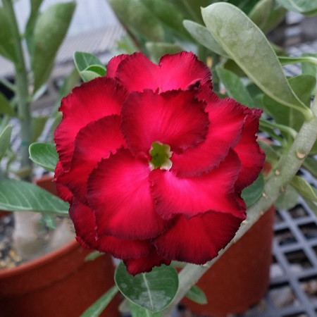 Adenium Obesum Triple Flower KO-114 (семена)