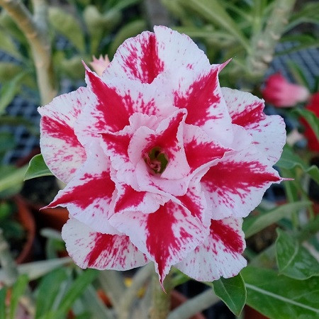 Adenium Obesum Triple Flower KO-115 (семена)