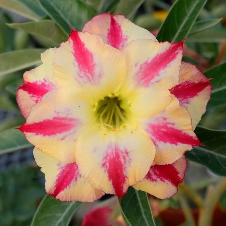 Adenium Obesum Triple Flower KO-116 (семена)
