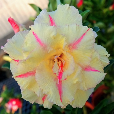 Adenium Obesum Triple Flower KO-117 (семена)