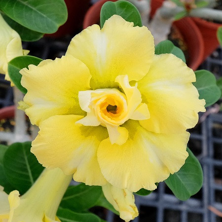 Adenium Obesum Triple Flower KO-119 (семена)