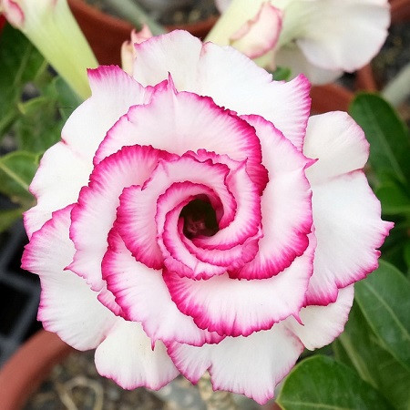 Adenium Obesum Triple Flower KO-120 (семена)