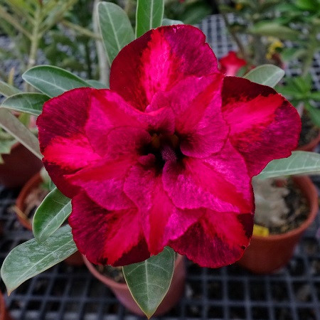 Adenium Obesum Triple Flower KO-121 (семена)