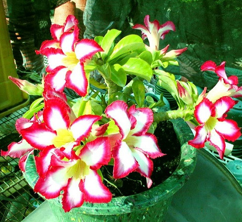 Adenium Obesum MINI-SIZE MINI SIZE SUNUP (семена)