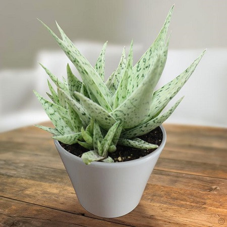 Aloe RAUHII или Алоэ Рауха (семена)