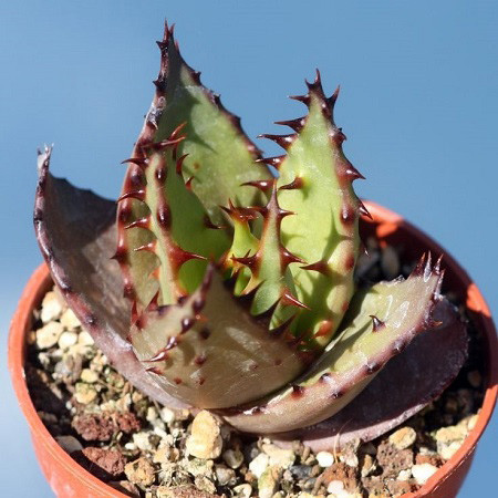 Aloe JUCUNDA или Алоэ Восхитительное (семена)