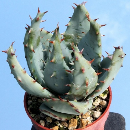 Aloe PEGLERAE или Алоэ Пеглера (семена)