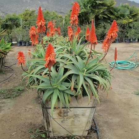 Aloe ARBORESCENS или Алое Древовидное (семена)
