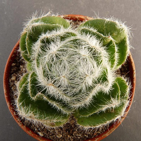 Crassula BARBATA или Крассула Бородатая (семена)