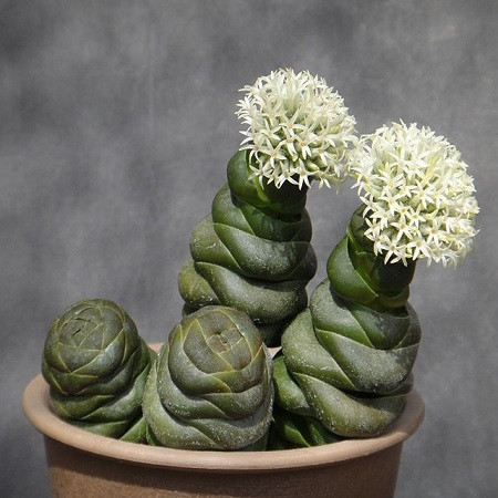 Crassula COLUMNARIS или Крассула Колончатая (семена)