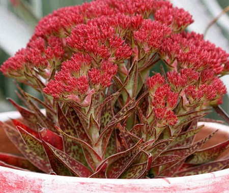 Crassula ALBA var. PARVISEPALA или Крассула Белая (семена)