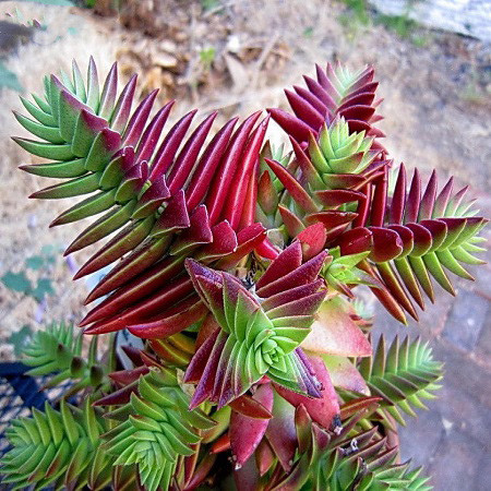 Crassula CAPITELLA или Крассула Мелкоголовчатая (семена)