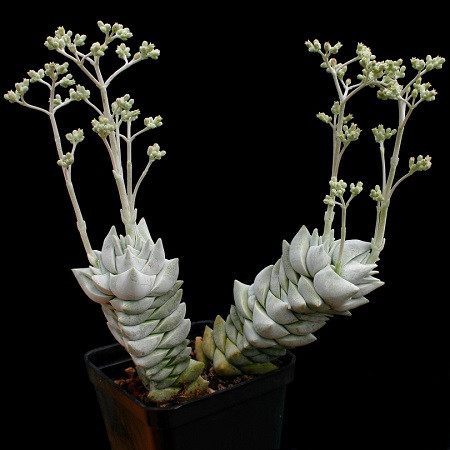 Crassula DECEPTOR или Крассула Обманчивая (семена)
