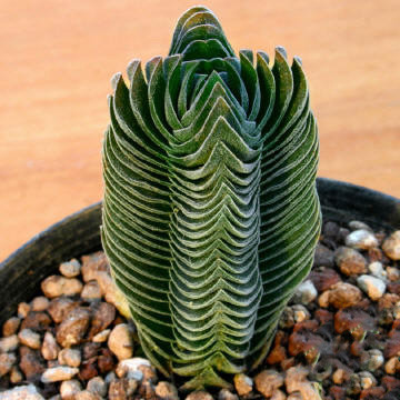 Crassula cv. KIMNACHII или Крассула Кимнача (семена)