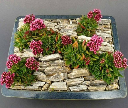 Crassula EXILIS или Крассула Извилистая (семена)