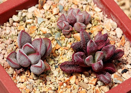 Crassula FRAGARIOIDES или Крассула Земляниковидная (семена)
