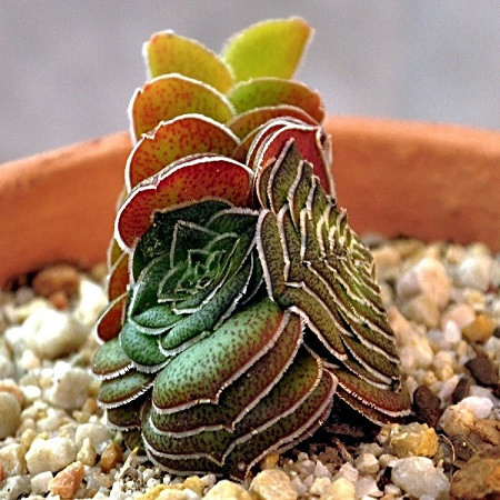 Crassula HEMISPHAERICA или Крассула Полушаровидная (семена)