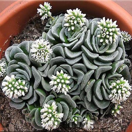 Crassula MESEMBRYANTHEMOPSIS или Крассула Мезембриантемовидная (семена)