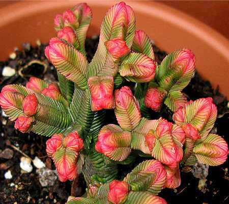 Crassula PYRAMIDALIS или Крассула Пирамидальная (семена)