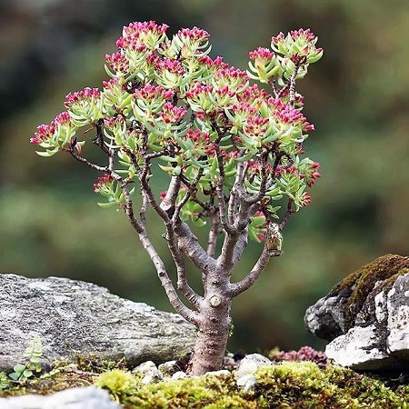 Crassula SARCOCAULIS или Крассула Мясистостебельная (семена)