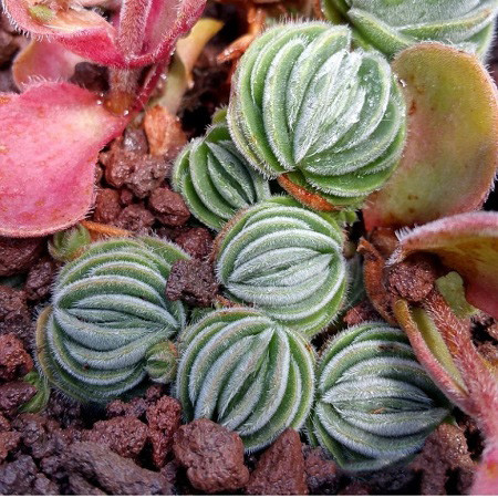 Crassula TOMENTOSA или Крассула Войлочная (семена)