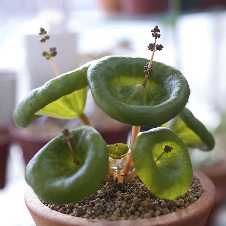 Crassula UMBELLA или Крассула Навесная (семена)