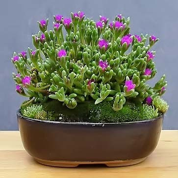 Drosanthemum HISPIDUM или Дрозантемум Щетинистый (семена)