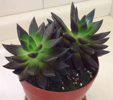Echeveria AFFINIS или Эхеверия Аффинис (семена)
