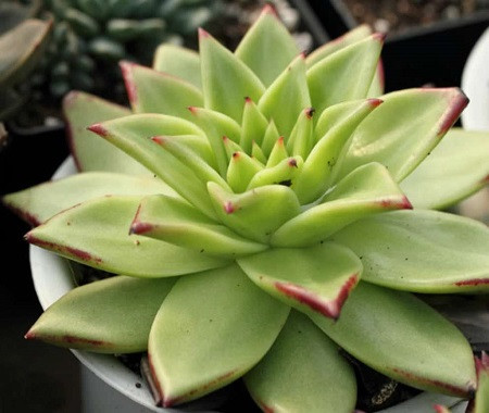 Echeveria AGAVOIDES v CORDEROYI или Эхеврия Рубчатая (семена)