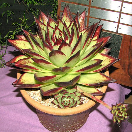 Echeveria AGAVOIDES v EBONY или Эхеверия Эбони (семена)