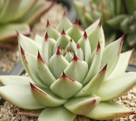 Echeveria AGAVOIDES v MARIA или Эхеверия Мария (семена)