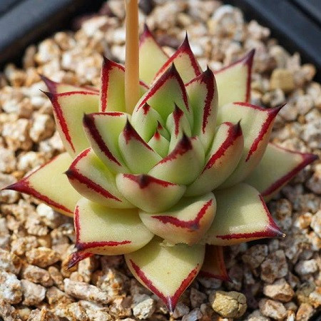 Echeveria AGAVOIDES v MULTIFIDA или Эхеверия Мультифида (семена)
