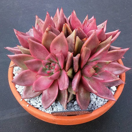 Echeveria AGAVOIDES v ROMEO или Эхеверия Ромэо (семена)