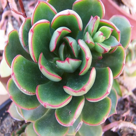 Echeveria ALATA или Эхеверия Окрыленная (семена)