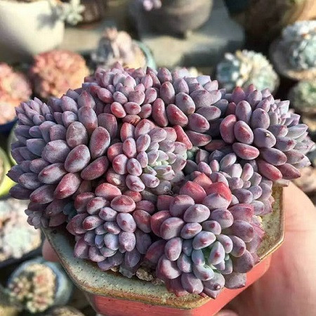 Echeveria AMOENA 'PEROTE' или Эхеверия Прекарсная (семена)