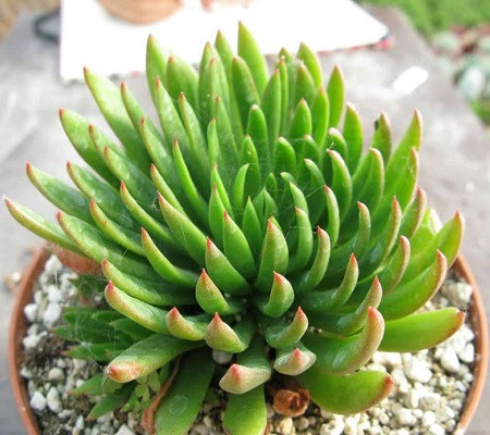 Echeveria CALDERONIAE или Эхеверия Кальдерона (семена)