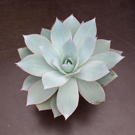 Echeveria CANTE или Эхеверия Канте (семена)