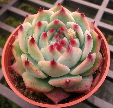 Echeveria CHIHUAHUAENSIS 