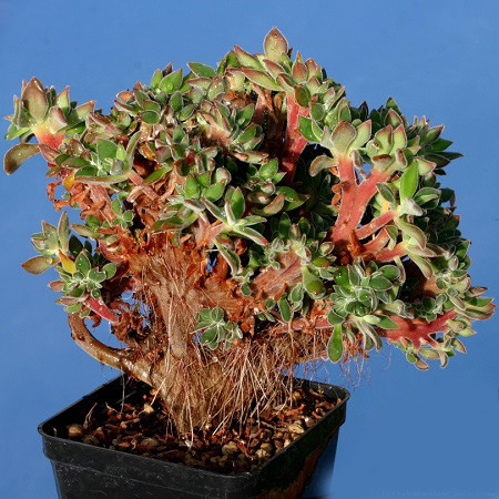 Echeveria COCCINEA f CRISTATA или Эхеверия Багряная (семена)