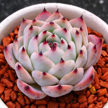 Echeveria COLORATA var BRANDTII или Эхеверия Цветная (семена)