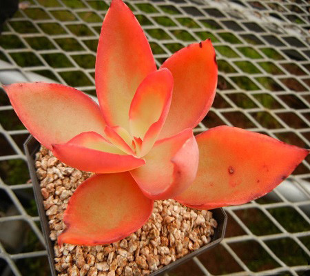 Echeveria DACTYLIFERA или Эхеверия Пальчатая (семена)