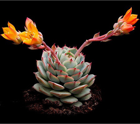 Echeveria DERENBERGII или Эхеверия Деренберга (семена)