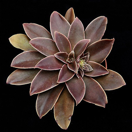 Echeveria DIFFRACTENS или Эхеверия Рассеянная (семена)