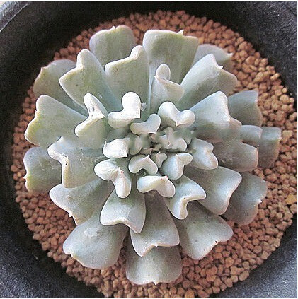 Echeveria ELEGANS var ALBICANS или Эхеверия Изящная (семена)