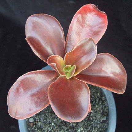 Echeveria FIMBRIATA или Эхеверия Бахромчатая (семена)