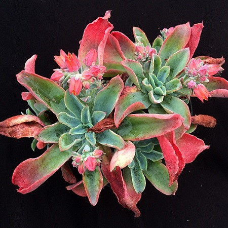Echeveria FULGENS или Эхеверия Блестящая (семена)