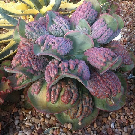 Echeveria GIBBIFLORA var. CARUNCULATA или Эхеверия Горбатоцветковая (семена)
