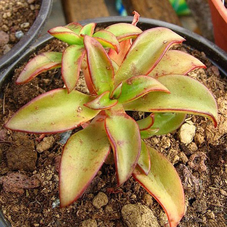 Echeveria GOLDMANII или Эхеверия Гольдмана (семена)